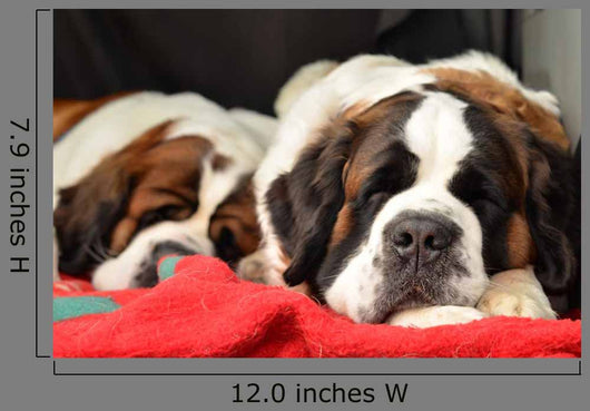 Saint Bernard
