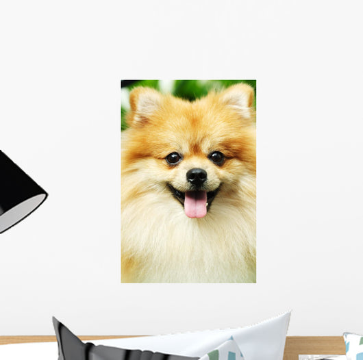 pomeranian Wall Mural