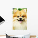 pomeranian Wall Mural