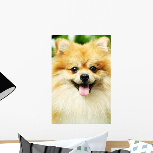 pomeranian Wall Mural