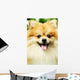 pomeranian Wall Mural