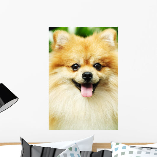 pomeranian Wall Mural