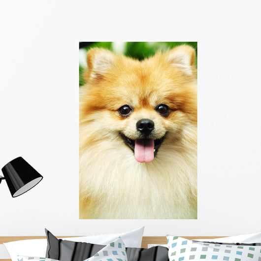 pomeranian Wall Mural