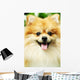 pomeranian Wall Mural