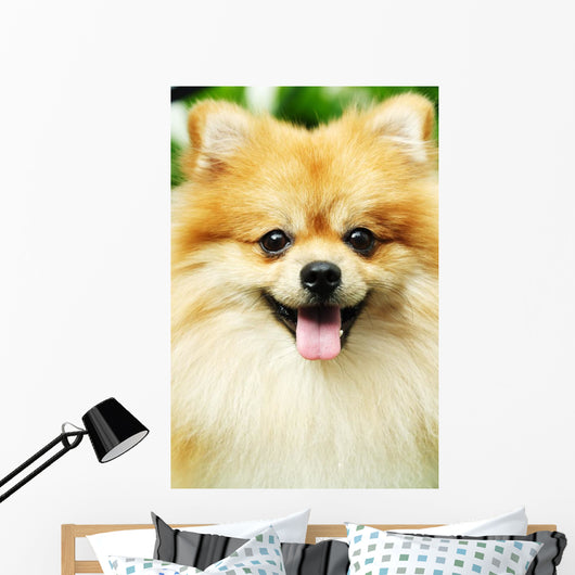 pomeranian Wall Mural