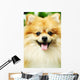 pomeranian Wall Mural