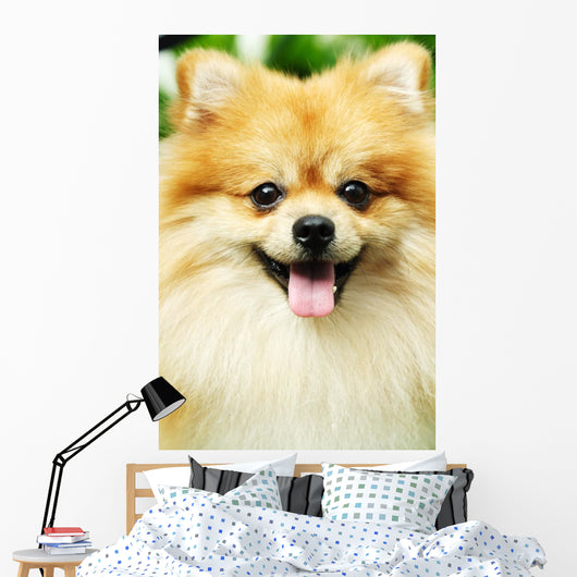 pomeranian Wall Mural