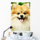 pomeranian Wall Mural