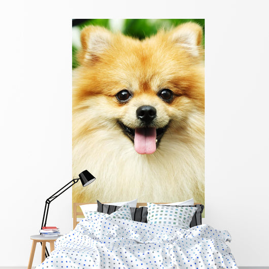 pomeranian Wall Mural