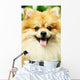 pomeranian Wall Mural