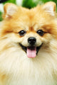 pomeranian Wall Mural