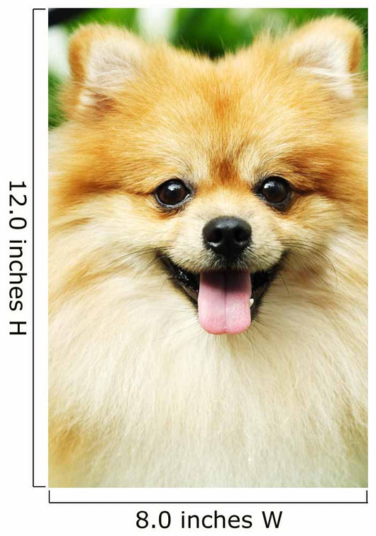 pomeranian Wall Mural