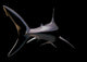 Shark on Black Wall Mural