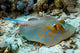 Bluespotted Stingray Wall Mural