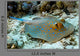 Bluespotted Stingray Wall Mural