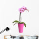 Beautiful Pink Orchid Pot