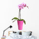 Beautiful Pink Orchid Pot