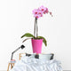 Beautiful Pink Orchid Pot