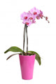 Beautiful Pink Orchid Pot