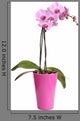 Beautiful Pink Orchid Pot