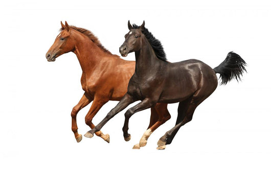 Gallop Horses Isolated Wall Decal