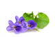 Violet