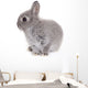 Little Gray Baby Bunny Wall Decal