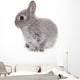 Little Gray Baby Bunny Wall Decal