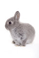 Little Gray Baby Bunny Wall Decal
