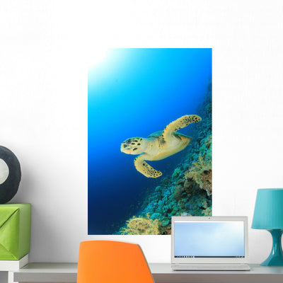Hawksbill Turtle shown on a wall