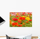 asiatic ranunculus flowers Wall Mural
