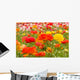 asiatic ranunculus flowers Wall Mural