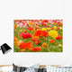 asiatic ranunculus flowers Wall Mural
