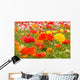 asiatic ranunculus flowers Wall Mural