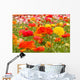 asiatic ranunculus flowers Wall Mural
