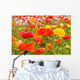 asiatic ranunculus flowers Wall Mural