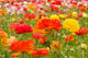 asiatic ranunculus flowers Wall Mural