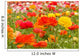 asiatic ranunculus flowers Wall Mural
