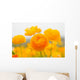 asiatic ranunculus flowers Wall Mural