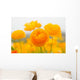 asiatic ranunculus flowers Wall Mural