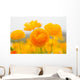 asiatic ranunculus flowers Wall Mural