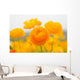 asiatic ranunculus flowers Wall Mural