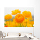asiatic ranunculus flowers Wall Mural