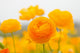 asiatic ranunculus flowers Wall Mural