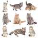 Photo Real Cats Wall Decal