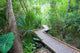 leafy walkway Wall Mural