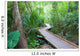 leafy walkway Wall Mural