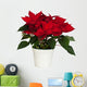 Potted Poinsettia Wall Decal