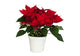 Potted Poinsettia Wall Decal