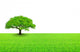 Arbre Sur Prairie Et Wall Decal